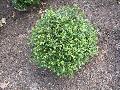 Chicagoland Green Boxwood / Buxus x 